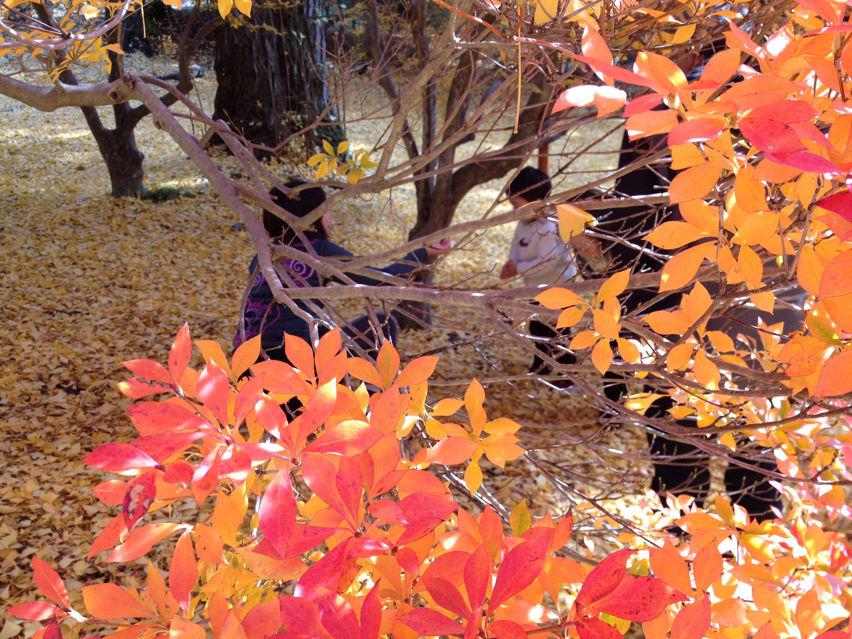 ファイル 12-1.jpg