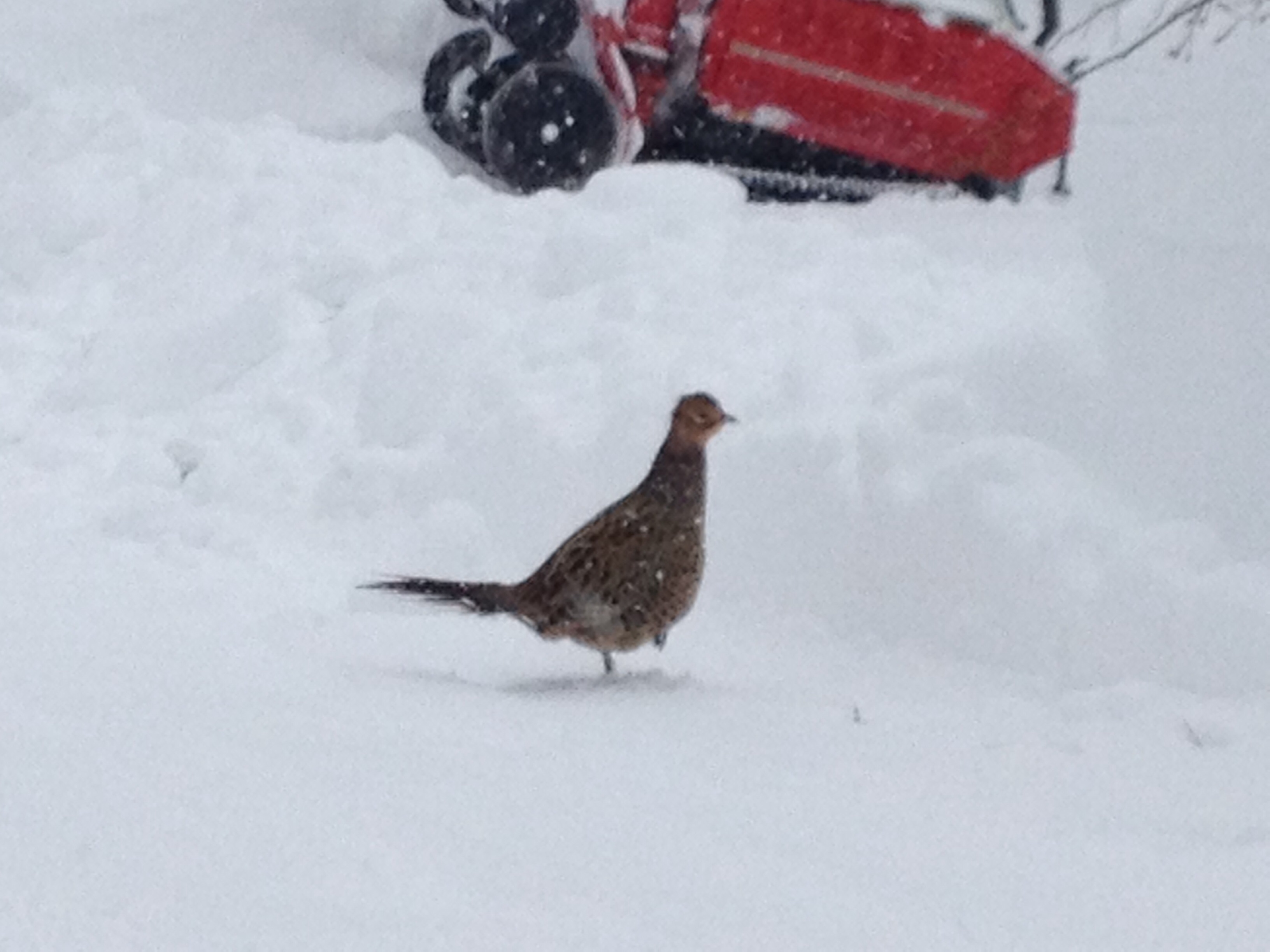 ファイル 20-1.jpg