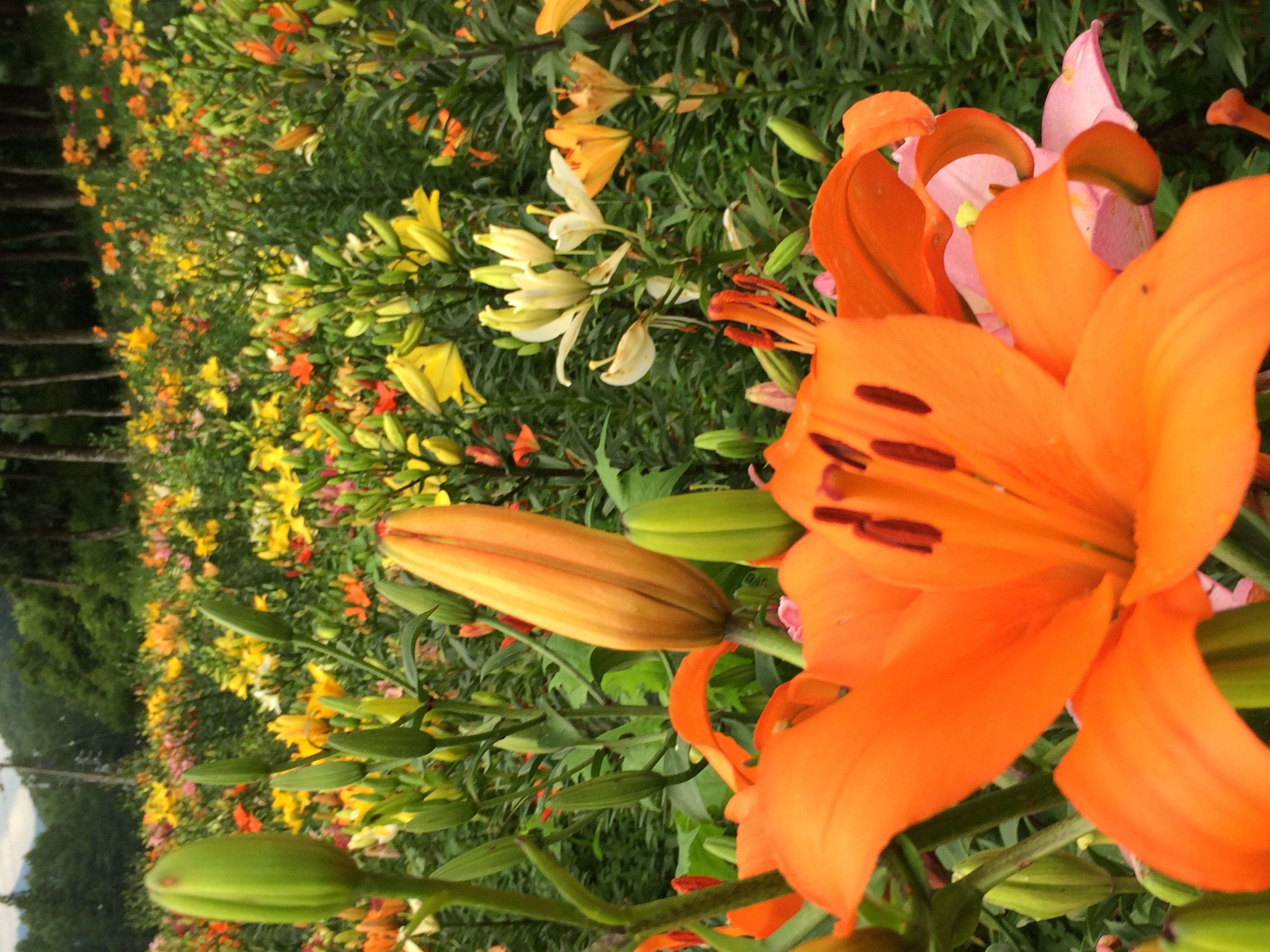 ファイル 67-1.jpeg